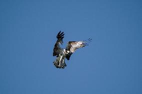 Osprey Hunting On The Great Miami River