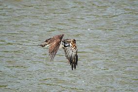 Osprey Hunting On The Great Miami River