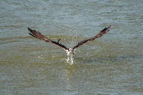 Osprey Hunting On The Great Miami River