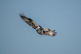 Osprey Hunting On The Great Miami River