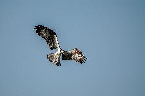 Osprey Hunting On The Great Miami River