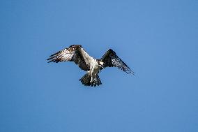 Osprey Hunting On The Great Miami River