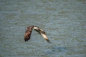 Osprey Hunting On The Great Miami River