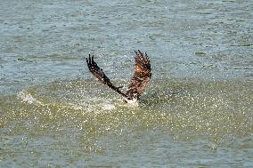 Osprey Hunting On The Great Miami River