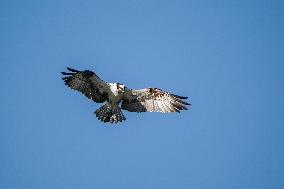 Osprey Hunting On The Great Miami River