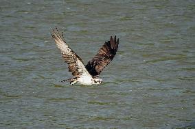 Osprey Hunting On The Great Miami River