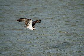 Osprey Hunting On The Great Miami River