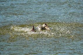 Osprey Hunting On The Great Miami River