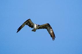 Osprey Hunting On The Great Miami River