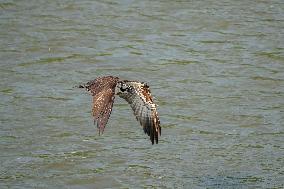 Osprey Hunting On The Great Miami River