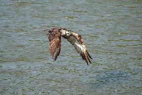 Osprey Hunting On The Great Miami River