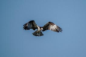 Osprey Hunting On The Great Miami River