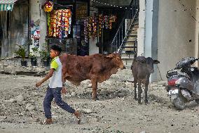 Daily Life In Haldwani