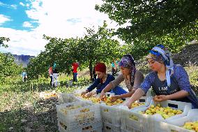 T?RKIYE-MALATYA-APRICOTS