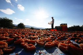 T?RKIYE-MALATYA-APRICOTS