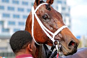 Thoroughbred Horse Racing At Woodbine Racetrack - July 20, 2024