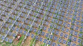 A Photovoltaic Plantation in Lianyungang