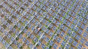 A Photovoltaic Plantation in Lianyungang