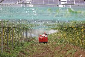 A Photovoltaic Plantation in Lianyungang