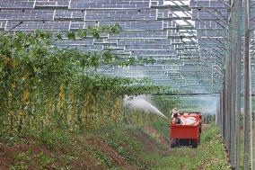 A Photovoltaic Plantation in Lianyungang