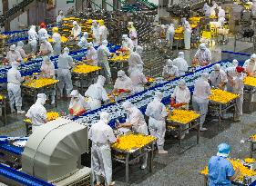 Yellow Peach Processing in Yichang