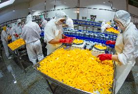 Yellow Peach Processing in Yichang