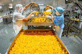 Yellow Peach Processing in Yichang