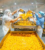 Yellow Peach Processing in Yichang