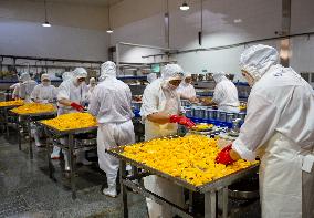 Yellow Peach Processing in Yichang