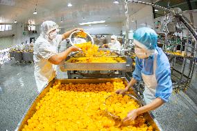 Yellow Peach Processing in Yichang