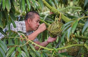 (HainanOutlook)CHINA-HAINAN-SANYA-DURIAN INDUSTRY (CN)