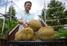 (HainanOutlook)CHINA-HAINAN-SANYA-DURIAN INDUSTRY (CN)