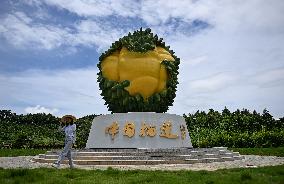 (HainanOutlook)CHINA-HAINAN-SANYA-DURIAN INDUSTRY (CN)