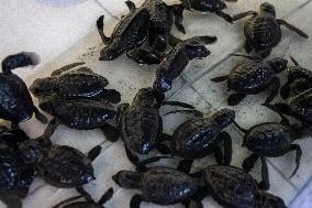 Turtle Hatchling Release In Indonesia