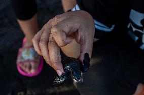 Turtle Hatchling Release In Indonesia