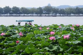 West Lake Lotus