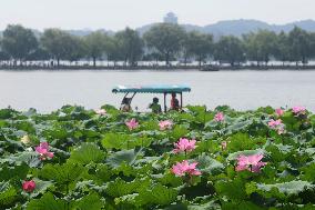 West Lake Lotus