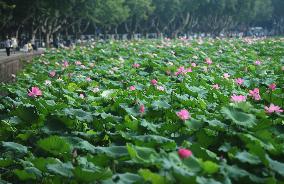 West Lake Lotus