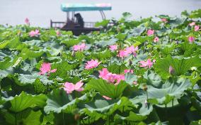 West Lake Lotus