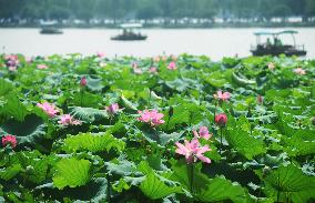 West Lake Lotus