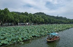 West Lake Lotus