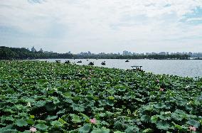 West Lake Lotus