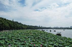 West Lake Lotus