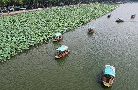 West Lake Lotus