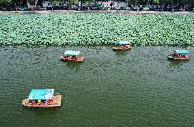 West Lake Lotus