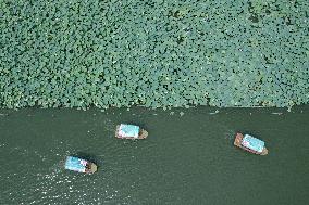 West Lake Lotus