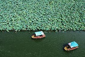 West Lake Lotus