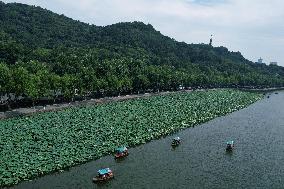 West Lake Lotus