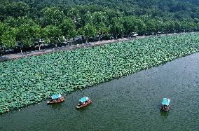 West Lake Lotus