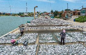 Dried Fish